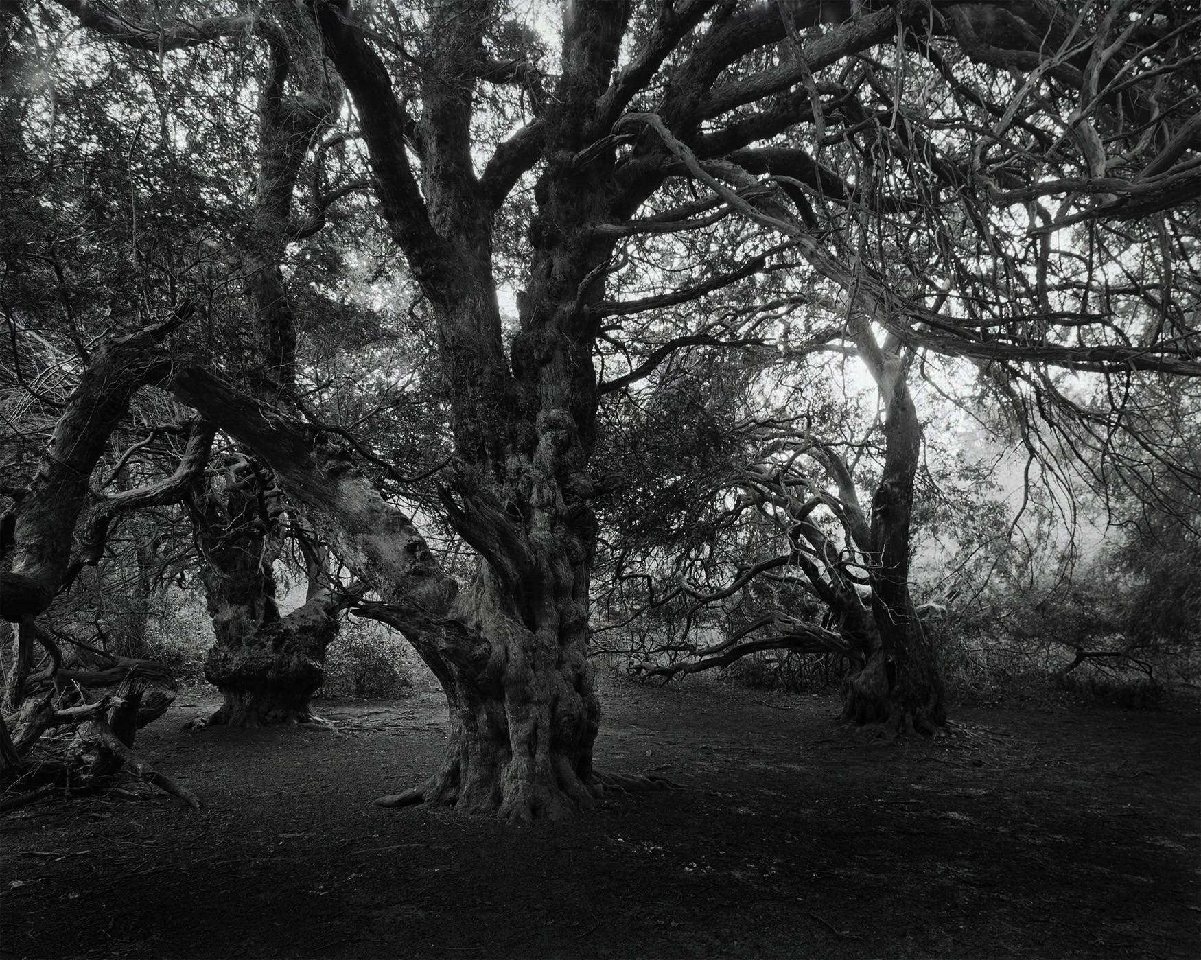 Choosing film for your large format camera. Tobias Key Photography