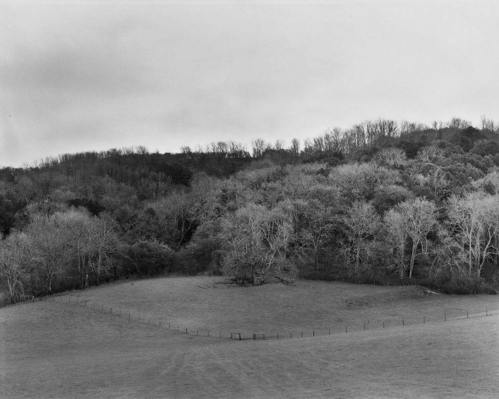 Trees in the south downs. Landscape photography